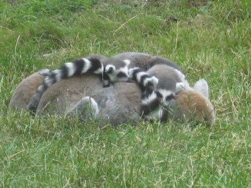 ringtailed lemurs